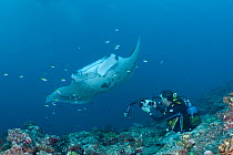 Researcher Guy Stevens photographs belly spot identification pattern of Reef manta ray (Manta alfredi formerly Manta birostris) at cleaning station on coral reef, Manta Point, Lankan, North Male Atoll...