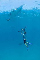Researcher Guy Stevens photographs belly spot identification pattern of Reef manta ray (Manta alfredi formerly Manta birostris) feeding on plankton, Hanifaru Bay, Baa Atoll, Maldives, Indian Ocean, Oc...