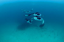 Reef manta ray (Manta alfredi formerly Manta birostris) filter feeding on plankton, Hanifaru Bay, Hanifaru Lagoon, Baa Atoll, Maldives, Indian Ocean, October