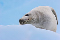 Crabeater Seal (Lobodon carcinophaga) hauled out on ice. Pleneau Island, Antarctica, January.