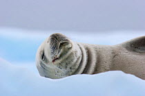 Crabeater Seal (Lobodon carcinophaga) hauled out on ice. Pleneau Island, Antarctica, January.