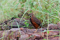Male Harlequin Quail (Coturnix delegorguei) calling while perched a rock. Near the Limpopo River, South Africa, January.