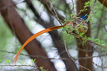 Male African Paradise Flycatcher (Terpsiphone viridis) on the nest. Near the Limpopo River, South Africa, January.