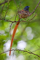 Male African Paradise Flycatcher (Terpsiphone viridis) on the nest. Near the Limpopo River, South Africa, January.