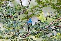 Blue-breasted Cordonbleu / Blue Waxbill (Uraeginthus angolensis) perched in a bush. Near the Limpopo River, South Africa, January.