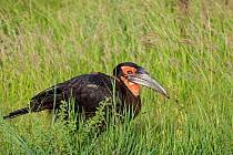 Male Southern Ground-hornbill (Bucorvus leadbeateri) hunting for prey in long grass. Kruger National Park, South Africa, January.
