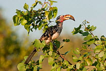 Southern Yellow-billed Hornbill (Tockus leucomelas) perched in a shrub in evening light. Kruger National Park, South Africa, January.