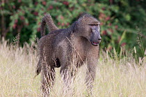 Male Chacma Baboon (Papio ursinus) walking through grass. Kruger National Park, South Africa, January.