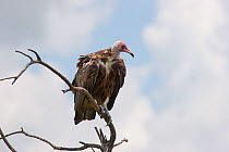 Hooded Vulture (Necrosyrtes monachus) perched on a dead branch. Kruger National Park, South Africa, January.