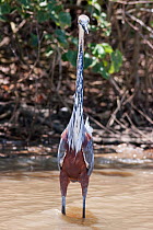 Goliath Heron (Ardea goliath) standing in water looking for prey. St Lucia Wetlands, Natal, South Africa, January.