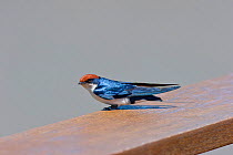 Wire-tailed Swallow (Hirundo smithii) perched on a wooden railing. St Lucia Wetlands, Natal, South Africa, January.