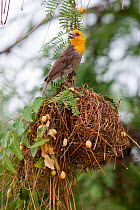 Male Sakalava Weaver (Ploceus sakalava) displaying and calling from the top of its nest. Toliari, Madagascar, January.