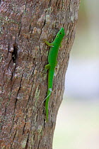 Seychelles Day Gecko (Phelsuma astriata) on a coconut palm trunk. Desroches, Seychelles.