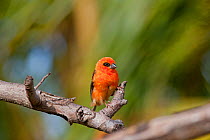 Young male Red Fody (Foudia madagascariensis) perched. Curieuse, Seychelles.