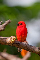 Male Red Fody (Foudia madagascariensis) perched. Curieuse, Seychelles.
