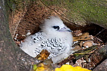 White-tailed Tropicbird (Phaethon lepturus) chick still partially covered in down, at its nest. Aride Island, Seychelles.