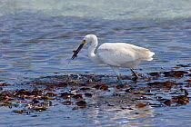 White morph Dimorphic Egret (Egretta dimorpha) catching a small fish. This is a subspecies of little egret in which there is a white and grey morph. Aldabra Atoll, Seychelles.