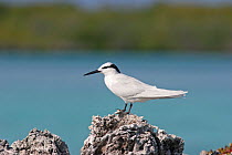 Black-naped Tern (Sterna sumatrana mathewsi) standing on a rock. Aldabra Atoll, Seychelles.