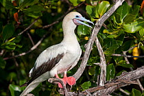 Adult Red-footed Booby (Sula sula) perched in the branches of mangroves showing the characteristic red feet of this species. Aldabra Atoll, Seychelles. Note the open bill, this bird is panting in orde...