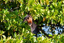 Male Aldabra Flying Fox (Pteropus aldabrensis) hanging upside in a mangrove bush with one wing open. Aldabra Atoll, Seychelles.