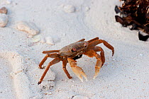Female Shore Crab (Geograpsus crinipes) with eggs on a sandy beach. Ile du Nord, Cosmoledo Atoll, Seychelles.