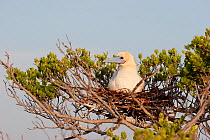 Adult Red-footed Booby (Sula sula) sitting on its nest in the branches of a shrub. Ile du Nord, Cosmoledo Atoll, Seychelles.