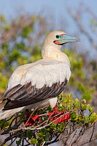 Adult Red-footed Booby (Sula sula) perched in branches. Ile du Nord, Cosmoledo Atoll, Seychelles.