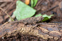 Plated Leaf / Ground Dwelling Chameleon (Brookesia stumpffi) well camouflaged on a tree branch. Montagne d'Ambre National Park, Diego Suarez, Madagascar.