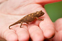 Plated Leaf / Ground Dwelling Chameleon (Brookesia stumpffi) on a hand to show small size. Montagne d'Ambre National Park, Diego Suarez, Madagascar.