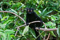 Male Black Lemur (Eulemur macaco macaco) sitting in a mango tree. Nosy Komba, Madagascar.