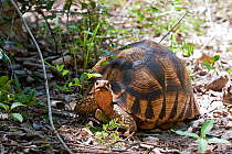 Ploughshare Tortoise or Angonoka (Astrochelys / Geochelone yniphora) on the side of a track showing the upturned projection this animal gets its name from. A radio-transmitter aerial can be seen proje...