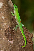 Madagascar Day Gecko (Phelsuma madagascariensis) on the side of a tree trunk. Ampijaroa, Ankarafantsika National Park, Madagascar.