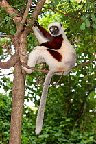 Coquerel's Sifaka (Propithecus coquereli) sitting on a branch with tail hanging down. Ampijaroa, Ankarafantsika National Park, Madagascar.