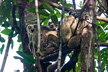 Family group of Western Wooly Avahi (Avahi occidentalis) roosting during the day in the tree tops. Ampijaroa, Ankarafantsika National Park, Madagascar.