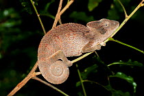 Oustalet's Chameleon (Furcifer oustaleti) at night on a tree branch. Ampijaroa, Ankarafantsika National Park, Madagascar.