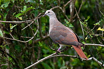 Pink Pigeon (Nesoenas / Columba mayeri) perched in trees near the research station in the Black River Gorges National Park, Mauritius.