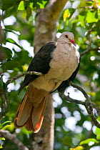 Pink Pigeon (Nesoenas / Columba mayeri) perched in trees near the research station in the Black River Gorges National Park, Mauritius.