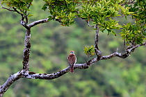 Mauritius Kestrel (Falco punctatus) perched in a tree within the Black River Gorges National Park, Mauritius.
