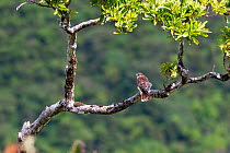Mauritius kestrel (Falco punctatus) perched in a tree within the Black River Gorges National Park, Mauritius.