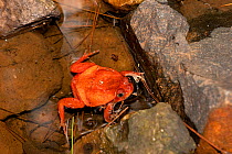 Tomato Frog (Dyscophus antongilii) in water near rocks. Captive. Ivoloina Zoological Park, Toamasina, Madagascar.