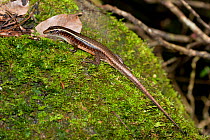 Madagascar Plated Lizard (Zonosaurus madagascariensis) on a mossy boulder. Nosy Mangabe, Madagascar.