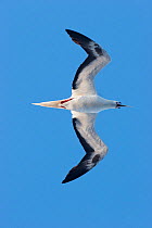 Adult Red-footed Booby (Sula sula) in flight from below, against a blue sky. Aldabra Atoll, Seychelles.
