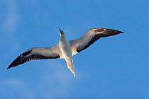 Adult Red-footed Booby (Sula sula) in flight from below, against a blue sky. Aldabra Atoll, Seychelles.