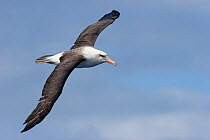 Campbell Albatross (Thalassarche impavida) in flight showing upperwing. Note the diagnostic pale eye of this species. Off North Cape, New Zealand, April.