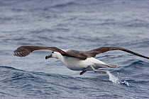 Immature Campbell Albatross (Thalassarche impavida) taking off from sea surface. North Cape, New Zealand, April.