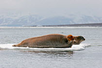 Bearded Seals (Erignathus barbatus) hauled out on a small piece of sea ice. Pyramiden, Svalbard, June.