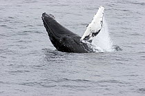 Humpback Whale (Megaptera novaeangliae) partial breach with flipper in air. Near Bear Island, North Atlantic, June.