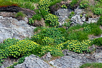 Roseroot (Rhodiola rosea) in bloom adjacent to the hightide line. Storstappen Islands, Norway, July.