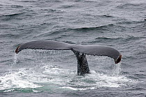 Humpback Whale (Megaptera novaeangliae) tail fluke as the animal dives. North Atlantic between Norway and Svalbard, July.