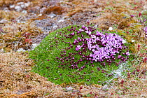 Moss campion (Silene acaulis) in flower.  Krossfjord, Svalbard, July.